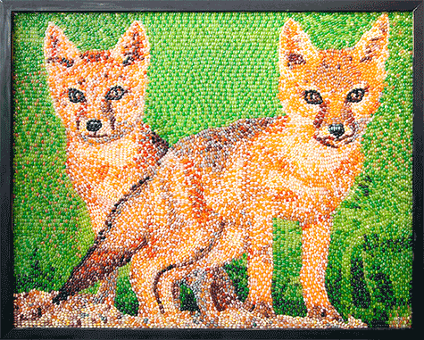 Canadian Swift Foxes